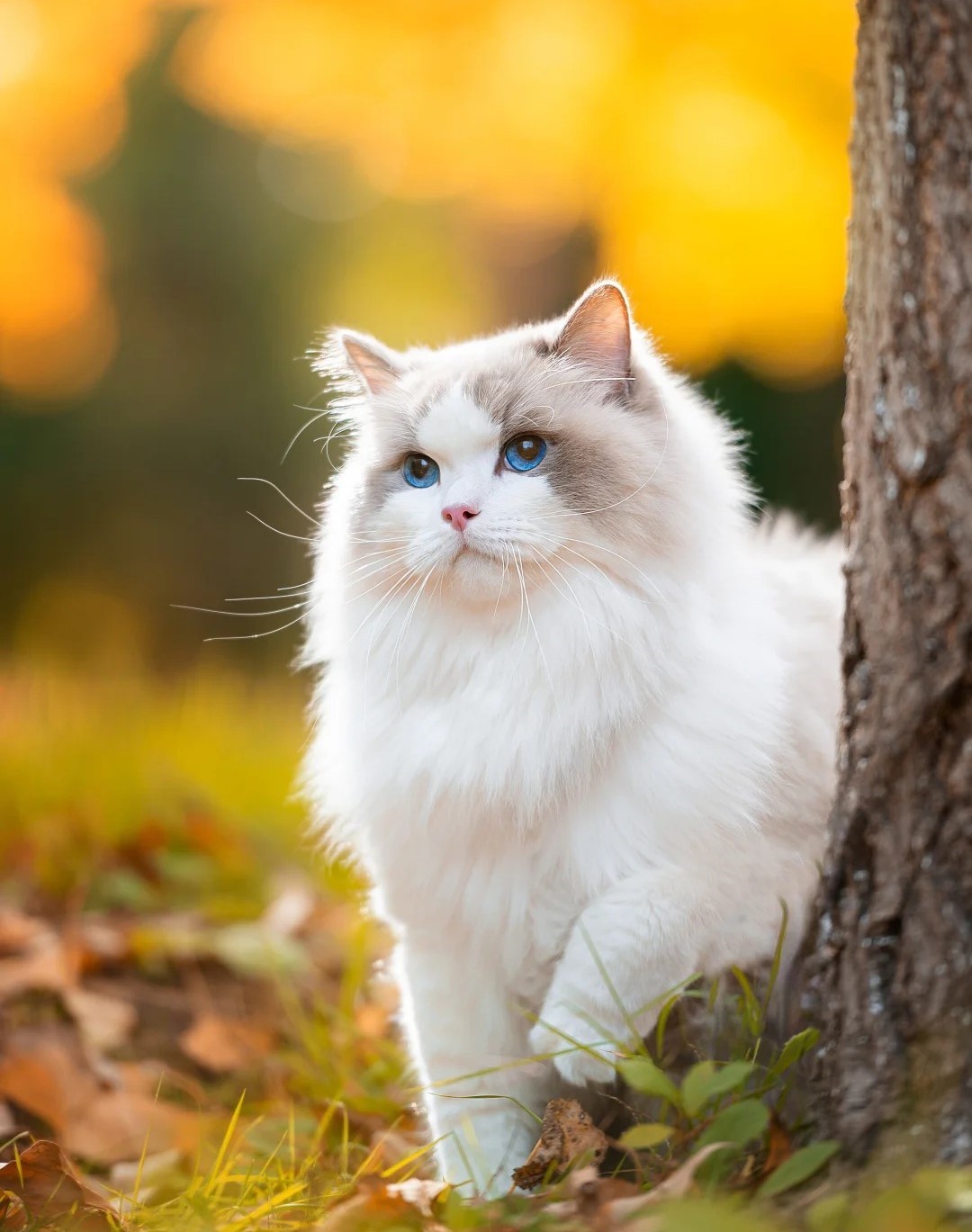 Hero Cat
